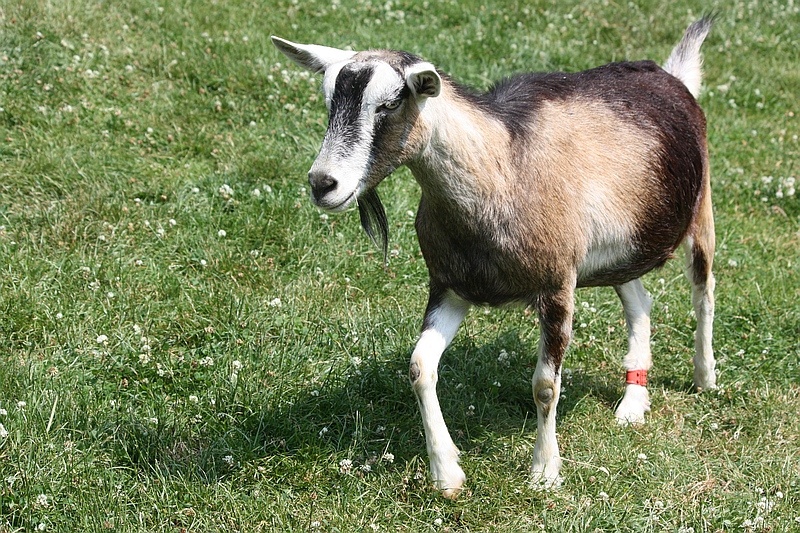 buttercups-goat-sensitive-to-humans